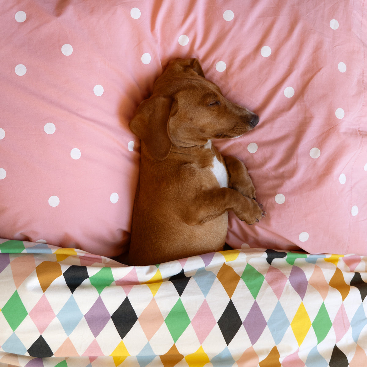 ELSIE NAP